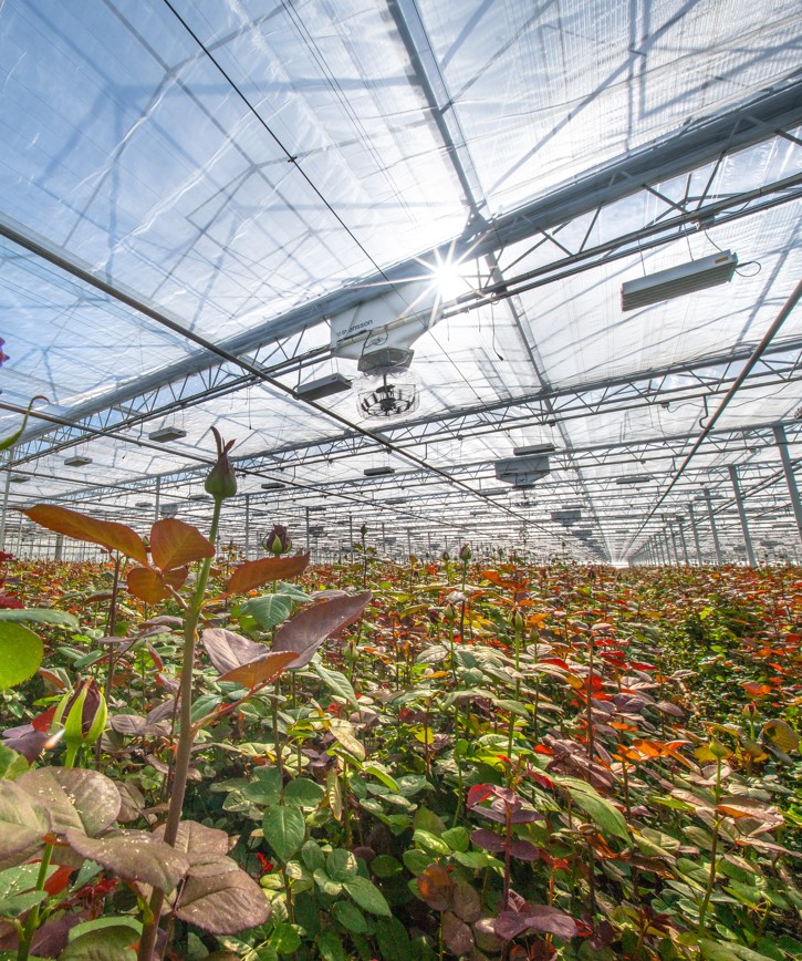 CS 2026 Marjoland NL.jpg